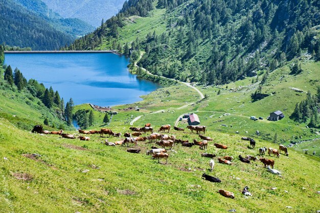 Górskie pastwisko z krowami rasy mieszanej w górach Bergamo