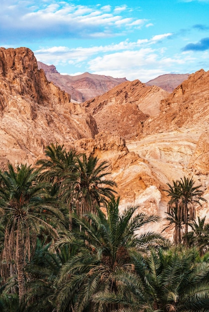 Zdjęcie góry atlas oasis de chebika z palmami daktylowymi pustynny kanion wielki kanion tunezji