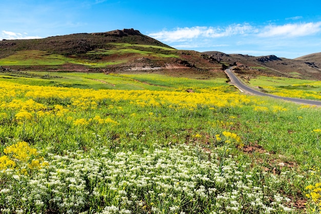 Góry Atlas w Maroku Pokryta kwiatami łąka u podnóża wzgórza