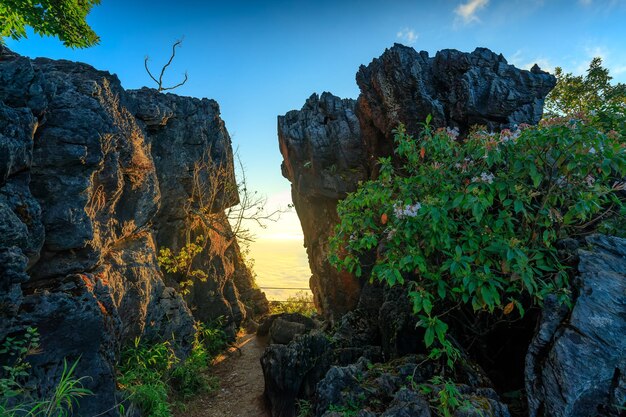 Zdjęcie góry doi pha tang i poranna mgła w chiang rai w tajlandii