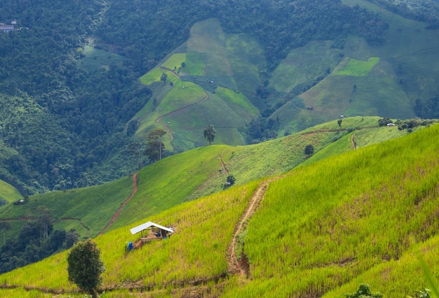 Góry I łąki W Porze Deszczowej Zielona Naturalna Sceneria