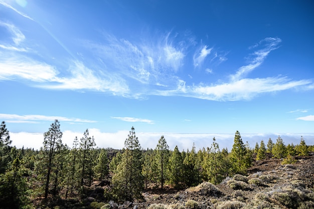 Góry i las sosnowy, wulkan Teide. Park Narodowy. Teneryfa, Wyspy Kanaryjskie