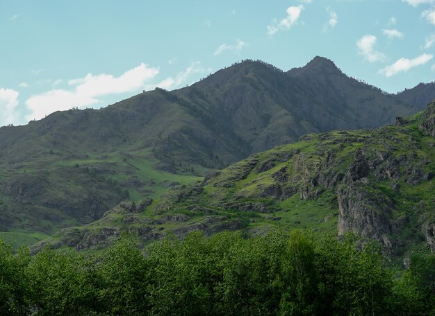 Góry porośnięte są zielonymi drzewami Sosny Choinki w górach Natura Kanady Natura Rosji Natura Stanów Zjednoczonych