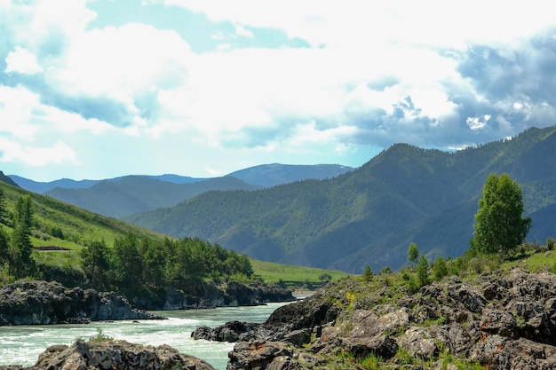 Góry porośnięte są zielonymi drzewami Sosny Choinki w górach Natura Kanady Natura Rosji Natura Stanów Zjednoczonych