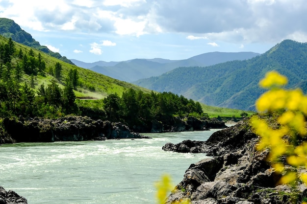 Góry porośnięte są zielonymi drzewami Sosny Choinki w górach Natura Kanady Natura Rosji Natura Stanów Zjednoczonych