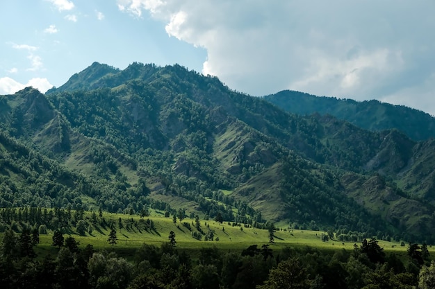 Góry porośnięte są zielonymi drzewami. Sosny, choinki w górach. Natura