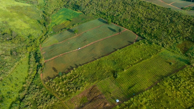 Góry we mgle w piękną jesień w Phetchabun Tajlandia Mgła górska dolina niskie chmury las kolorowe niebo z sosnami w świerkowym mglistym lesie z jasnym wschodem słońca