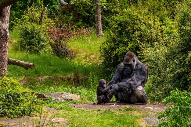 Zdjęcie goryl w parku małp apenheul w holandii
