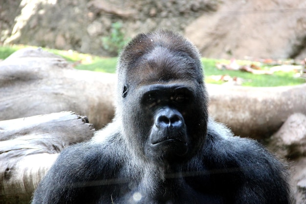 Goryl w zoo