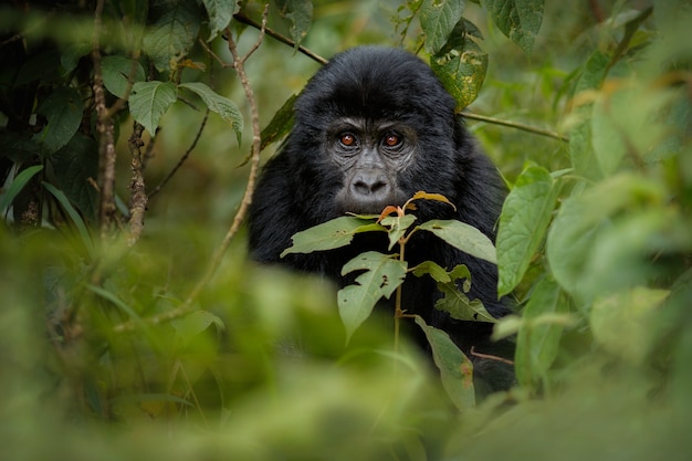 Goryle Górskie Gorilla Beringei Beringei