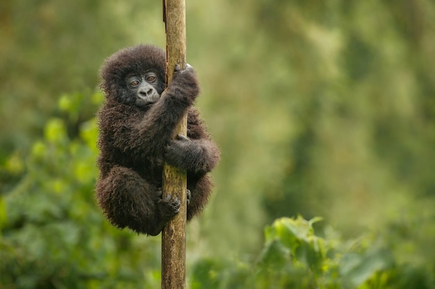 Goryle górskie Gorilla beringei beringei