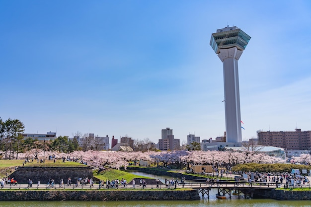 Goryokaku Park Tower w wiosennym rozkwicie wiśni w sezonie słoneczny dzień z czystym, błękitnym niebem