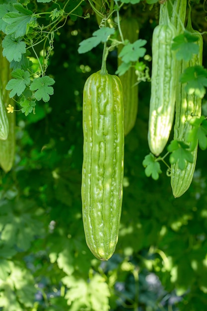 Gorzki melon, gorzka gurda lub gorzka dynia wiszące rośliny na farmie