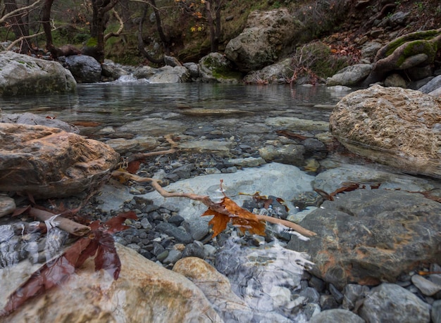 Górzysta rwąca rzeka z czystą wodą i platanami w Dirfys na wyspie Evia w Grecji