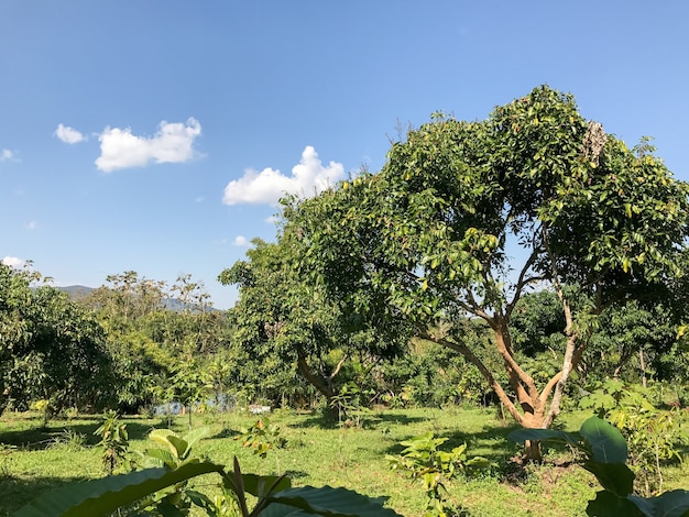 gospodarstwo Lychee drzewo w południe w Chiangrai Tajlandii