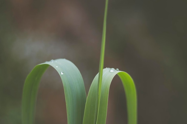 Gotas De Agua En Hojas De Planta