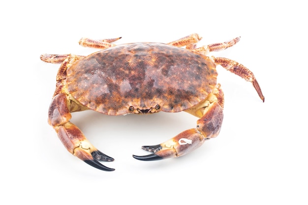 Gotowany krab brązowy lub krab jadalny na białym tle na białym tle.
