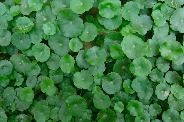 Gotu Kola, Centella Asiatica, Wąkrota Azjatycka, Indyjskie Wąkroty Liściowe Zielone Tło