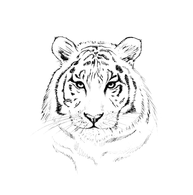 Zdjęcie graficzny czarno-biały obraz tygrysa na białym tle