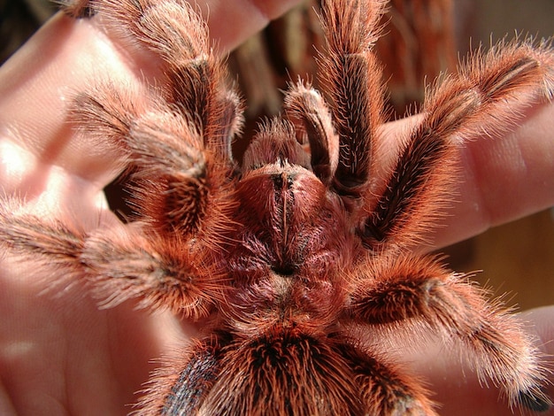 Zdjęcie grammostola rosea z bliska pająk z różowymi włosami