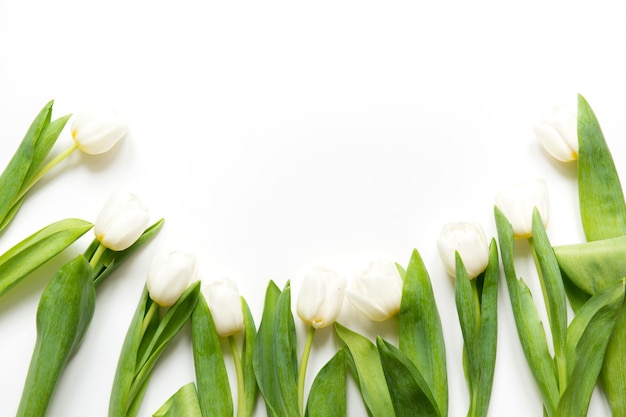 Granica biały tulipan na bielu. Widok z góry z miejsca kopiowania.