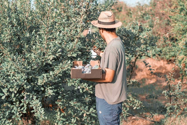 Granjero recolectando arandanos del arbol