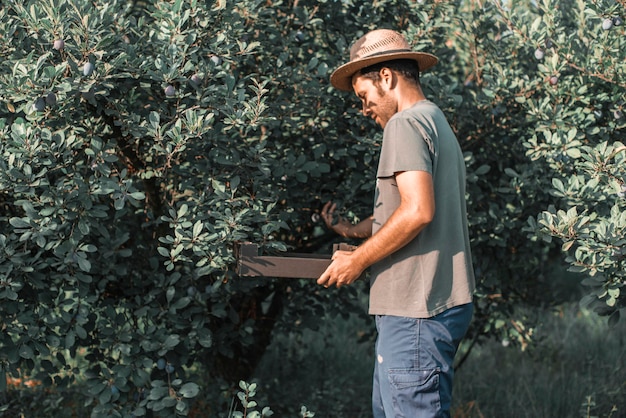 Granjero recolectando en el cultivo