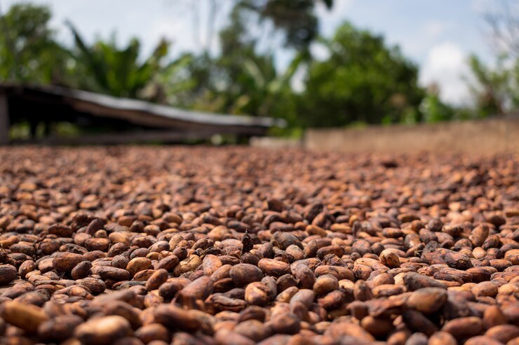 Granos de cacao secados al sol