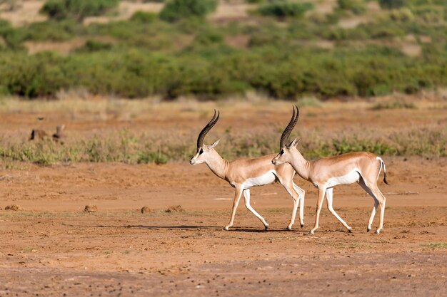 Grant Gazelle Na Sawannie Kenii