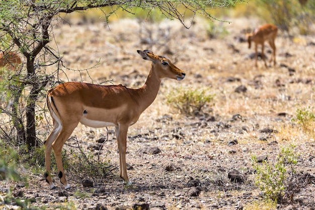 Grant Gazelle Pasie Się Na Bezkresie Sawanny