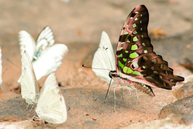 Zdjęcie graphium arycles boisduval spotted jay wygląd jasnozielone paski i paski na obu skrzydłach