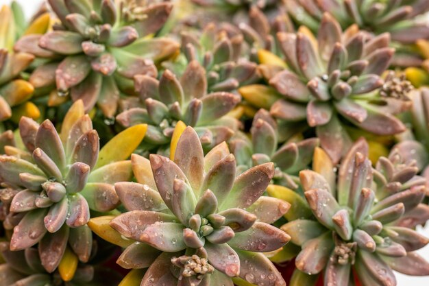 Graptosedum franchesco baldi sukulenty zbliżenie