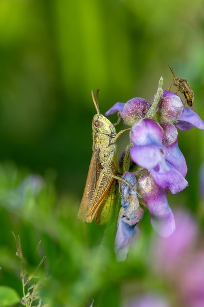 Grasshopper siedzi na fioletowy kwiat w letni dzień fotografii makro.
