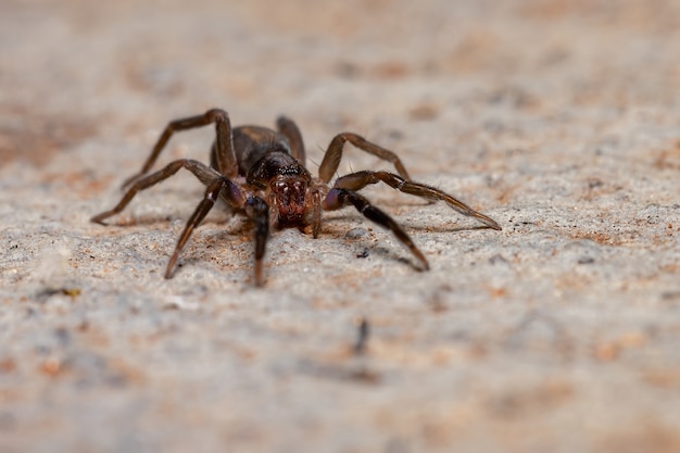 Grasujący pająk z gatunku Teminius insularis