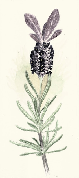Grawerowanie cyfrowe vintage botaniczne
