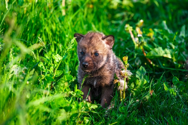 Gray Wolf Cubs W Trawie