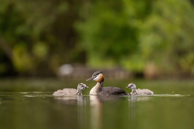 Great Crested Grebe z młodymi na wodzie rozmazana zielenią i powierzchnią wody na tle Zdjęcie dzikiej przyrody