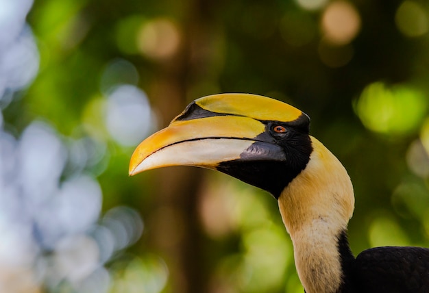 Great Hornbill Buceros Bicornis