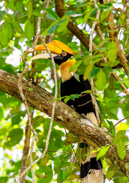 Great Hornbill Buceros Bicornis