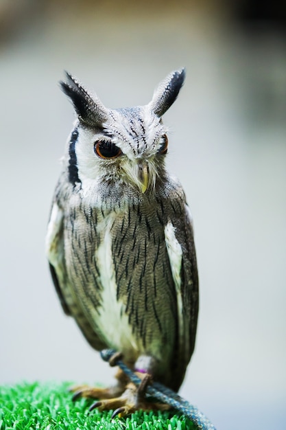 Great Horned Owl wygląda