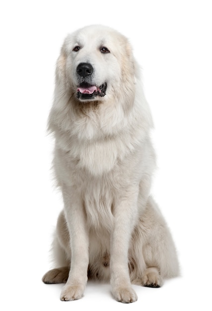 Great Pyreness lub Pyrenean Mountain Dog