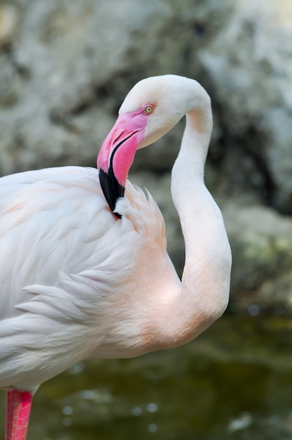 Greater Flamingo