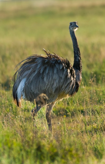 Greater Rhea Rhea americana La Pampa Argentina