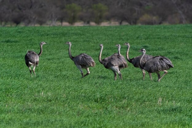 Zdjęcie greater rhea rhea americana w wiejskim środowisku pampasu, prowincja la pampa, brazylia