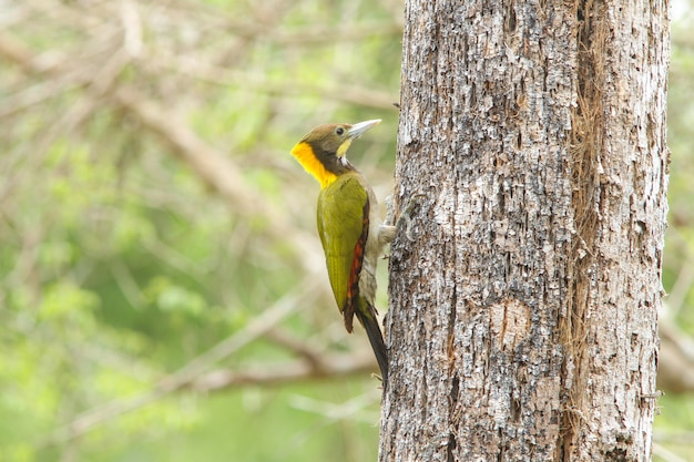 Greater Yellownape