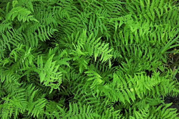 Green Bush Close Up