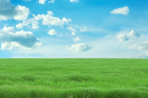 green field wiosnę