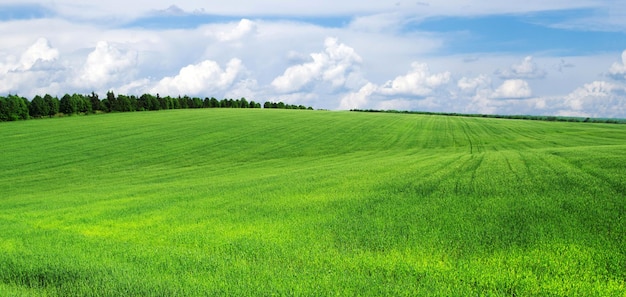 green field