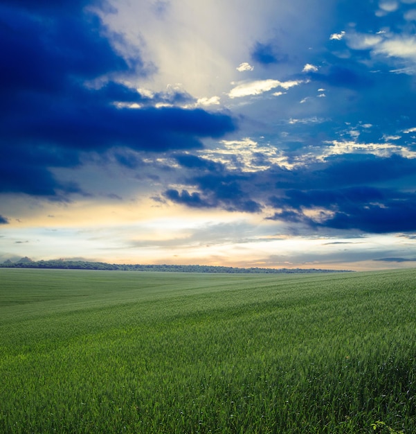 green field