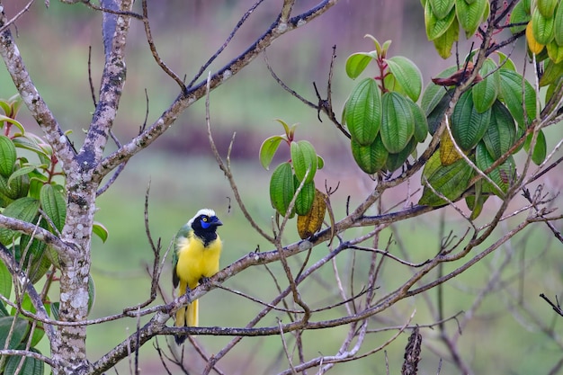 Green Jay Cyanocorax yncas